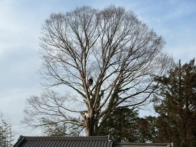 ロープワークでの【特殊剪定・伐採】★大切な庭木★巨木・高木でも★サービスの画像