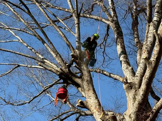 ロープワークでの【特殊剪定・伐採】★大切な庭木★巨木・高木でも★サービスの画像