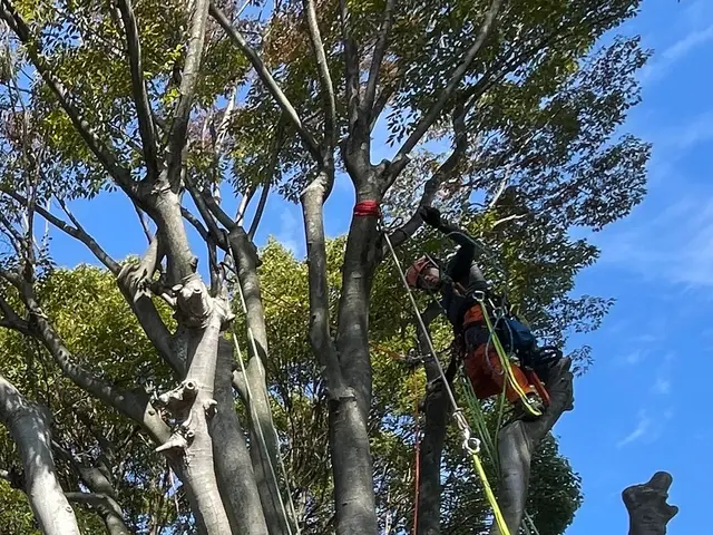 ロープワークでの【特殊剪定・伐採】★大切な庭木★巨木・高木でも★サービスの画像