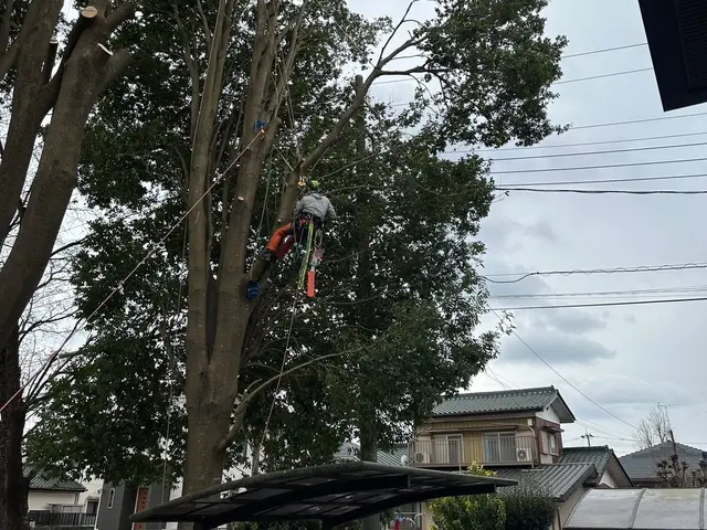 ロープワークでの【特殊剪定・伐採】★大切な庭木★巨木・高木でも★サービスの画像