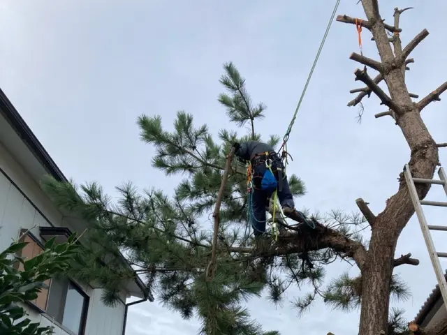 ロープワークでの【特殊剪定・伐採】★大切な庭木★巨木・高木でも★サービスの画像
