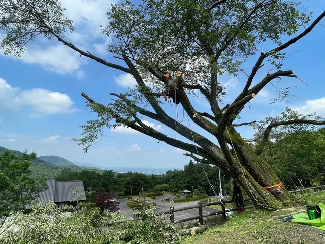 ロープワークでの【特殊剪定・伐採】★大切な庭木★巨木・高木でも★サービスの画像