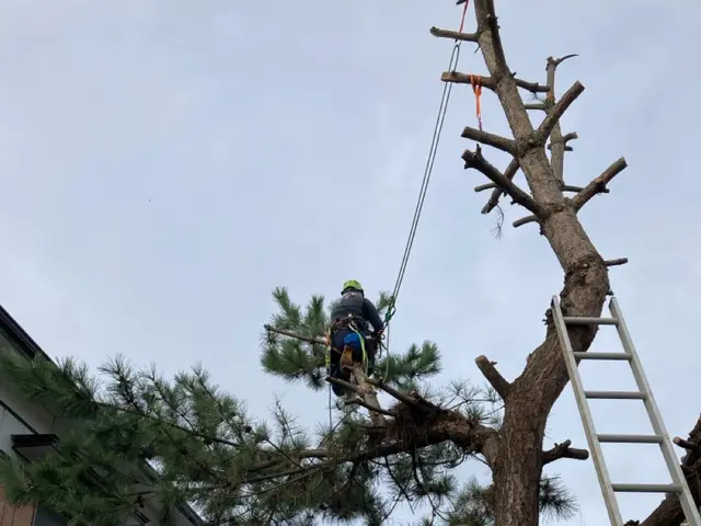 ロープワークでの【特殊剪定・伐採】★大切な庭木★巨木・高木でも★サービスの画像
