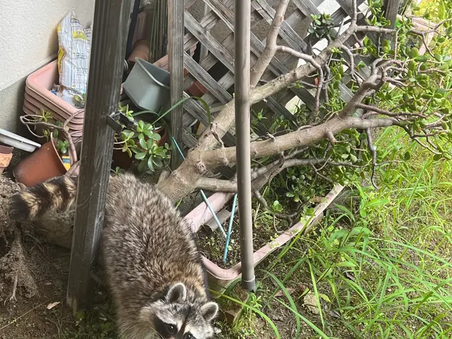 ハクビシン・アライグマ徹底防除サポート	をします。安心生活を守る害獣対策サービスの画像