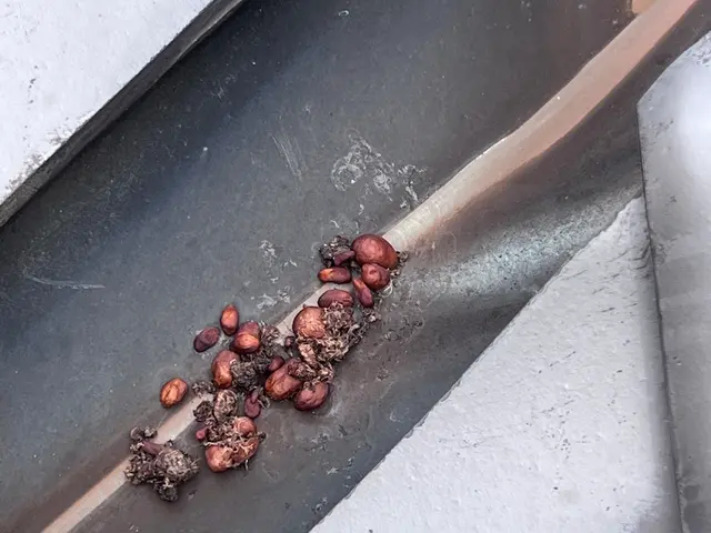 ハクビシン・アライグマ徹底防除サポート	をします。安心生活を守る害獣対策サービスの画像