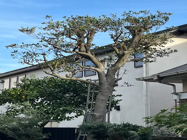 【清掃が1番大事★】丁寧な仕上がりで庭の魅力を最大限に引き出します！サービスの画像