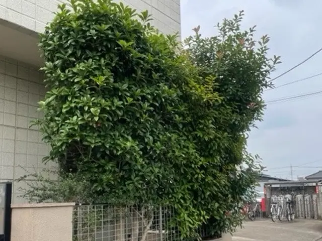 26年の経験で、お庭のパートナーとして、1本からでも気軽にご相談くださいサービスの画像