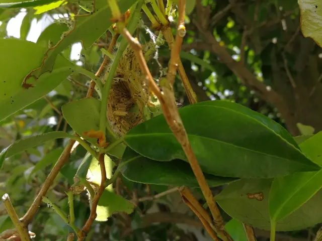 害虫やっつけます！【植木屋歴14年】すべて自社対応◆損害保険加入済み◆サービスの画像