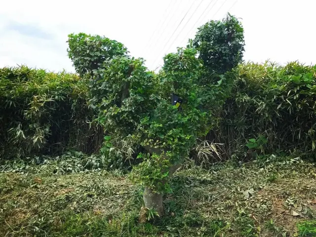【業歴25年の実績】年中無休◎生垣はお家のお顔！◎スッキリ綺麗に仕上げます☆サービスの画像