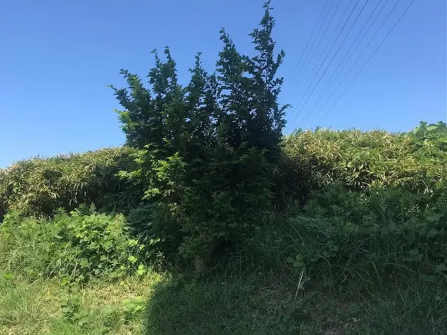 【業歴25年の実績】年中無休◎生垣はお家のお顔！◎スッキリ綺麗に仕上げます☆サービスの画像