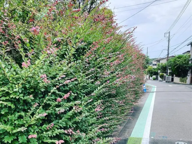 【業歴25年の実績】年中無休◎生垣はお家のお顔！◎スッキリ綺麗に仕上げます☆サービスの画像