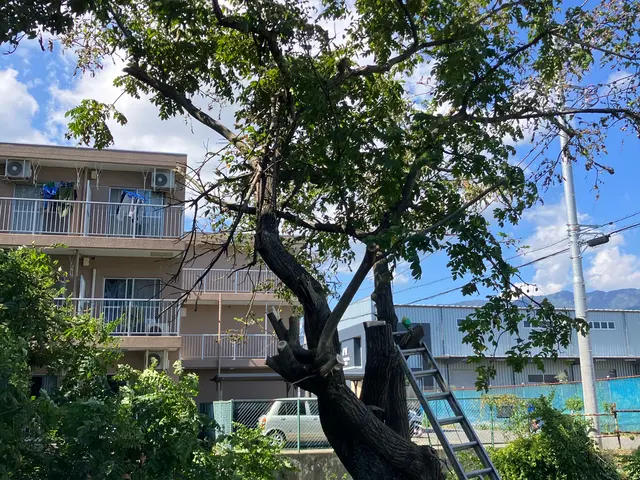 10年以上の経験◎【造園技能士１級】木を抜くと新しい空間が生まれます！サービスの画像