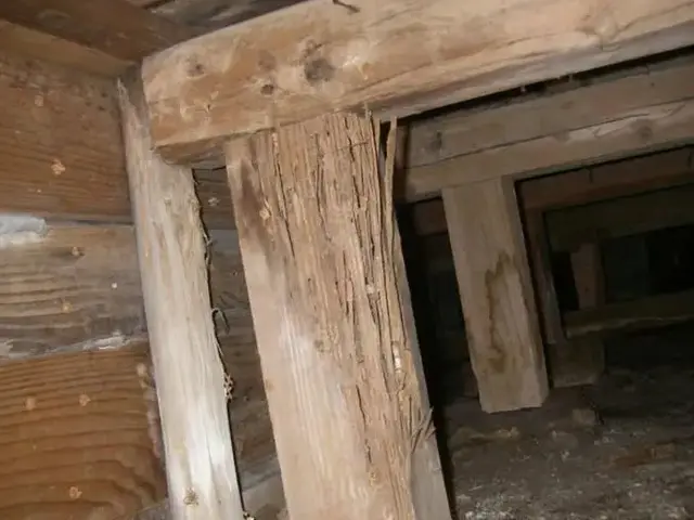 白アリ駆除歴10年以上の有資格者多数在籍【事前見積り無料】【事前調査可能】サービスの画像