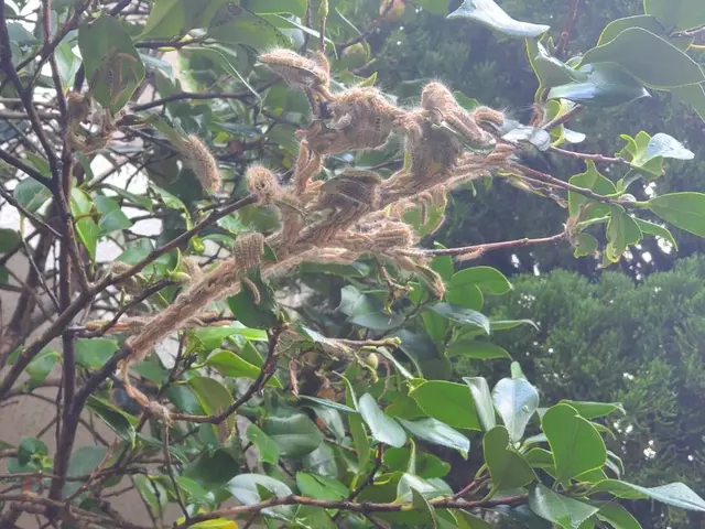 毛虫で困っている方は是非うちにお任せください！年間契約がオススメです。サービスの画像