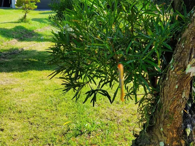 毛虫で困っている方は是非うちにお任せください！年間契約がオススメです。サービスの画像