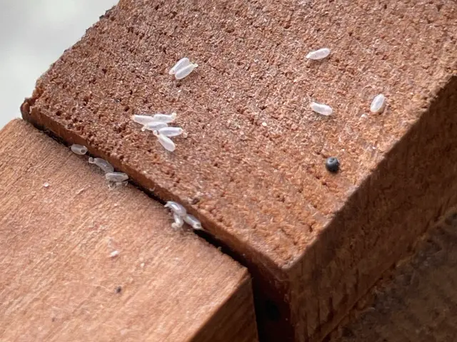 丁寧な施工！トコジラミ専門業者浜中商会・複数回施工＋保証付・再発ゼロ・한국어…サービスの画像