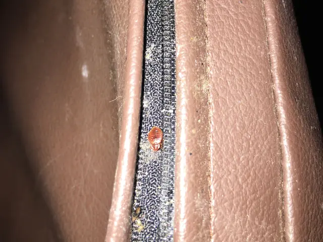 丁寧な施工！トコジラミ専門業者浜中商会・複数回施工＋保証付・再発ゼロ・한국어…サービスの画像