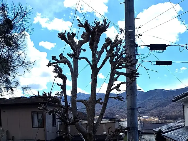 植木の剪定、伐採、害虫駆除やってます。お客様に満足していただくよ、心掛けていますサービスの画像