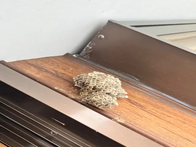 安心・安全をお客様に！高所の蜂の巣にも対応できます。サービスの画像