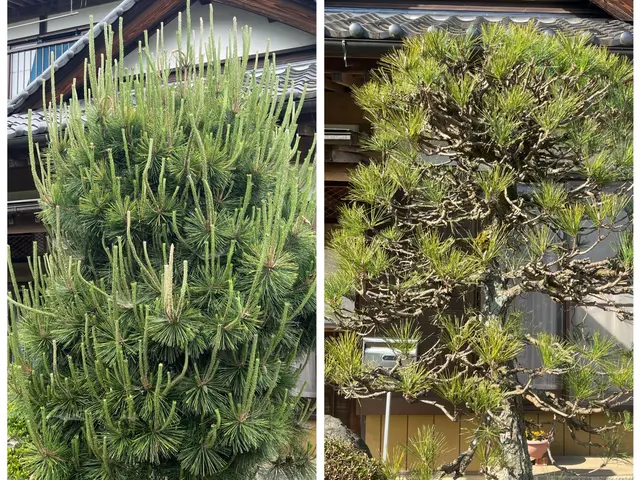 茨城県石岡市発◎剪定、伐採、刈込み作業の事ならお任せください！サービスの画像