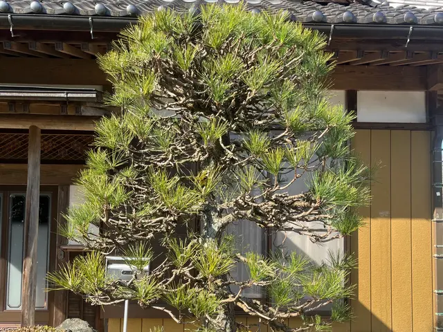 茨城県石岡市発◎剪定、伐採、刈込み作業の事ならお任せください！サービスの画像