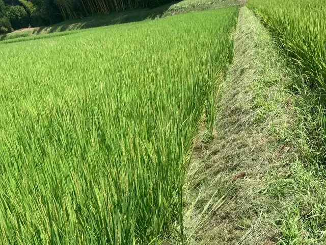 ご好評につき11/24以降の対応となります☆ジャングル状態でも対応☆損害保険加入サービスの画像