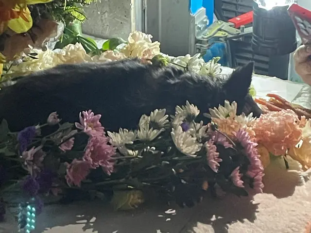 【即日対応可能】お客様の心に寄り添う愛情込めた家族をお見送りサービスの画像