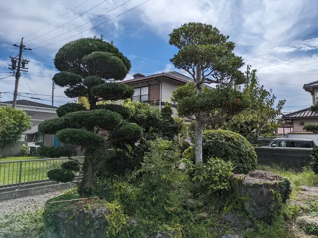 お庭の簡単な剪定をやらせていただきます。低い木の剪定料金は１時間3000円〜サービスの画像