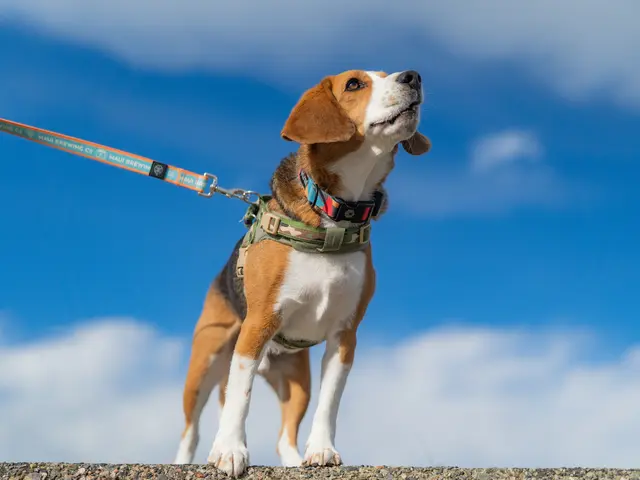 芸能事務所提携カメラマン / やさしい雰囲気で撮影♪ / ペット商業撮影経験あり