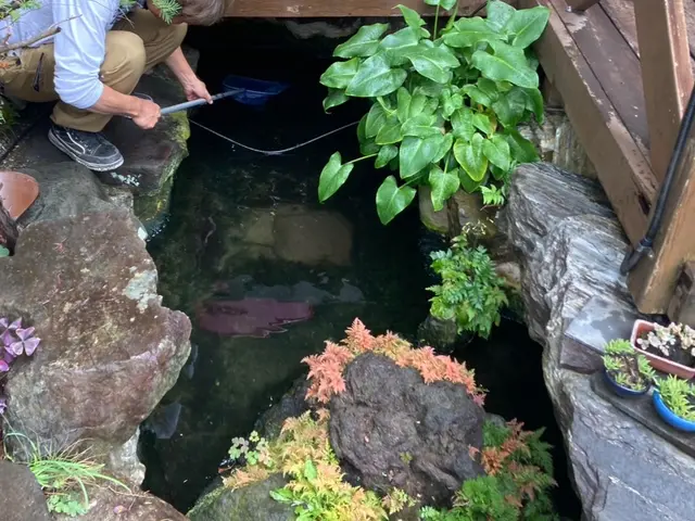 お手入れ放置していませんか？ヘドロ洗浄、水替えで綺麗に☆マイナスイオン効果発揮サービスの画像