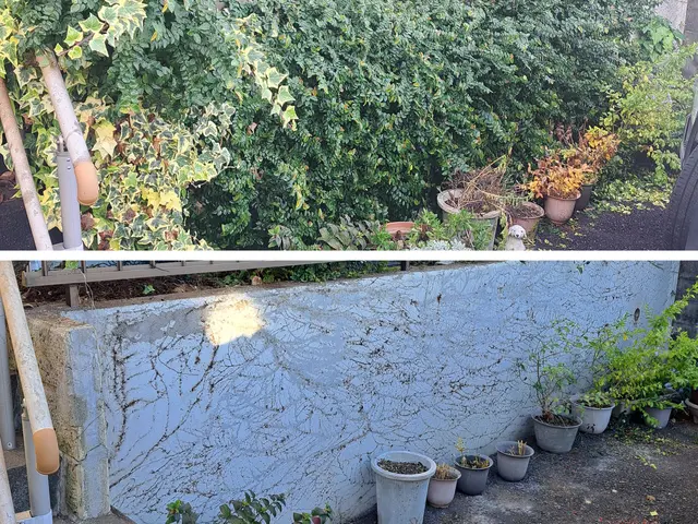 外壁が傷まないように蔦をはらいます！高所や電線にからんだツタもお任せくださいサービスの画像