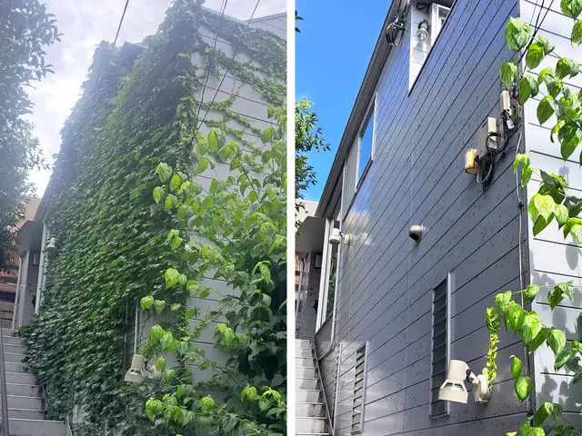 外壁が傷まないように蔦をはらいます！高所や電線にからんだツタもお任せくださいサービスの画像