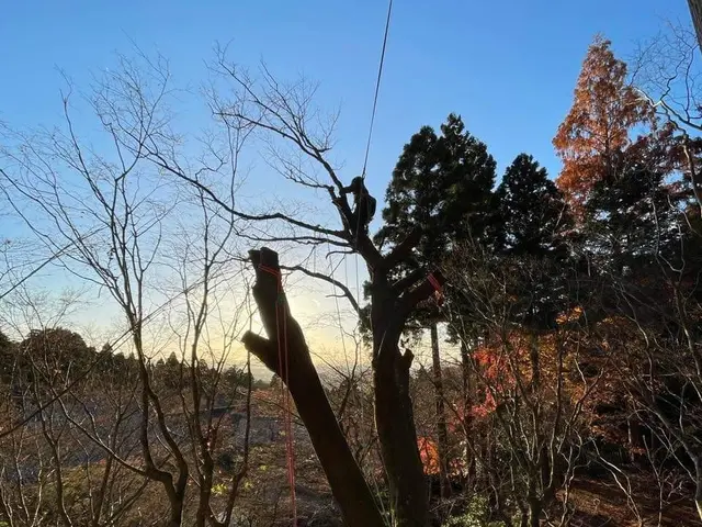 【重機不要】ロープ木登りで高木伐採。低木も丁寧に対応いたします。サービスの画像