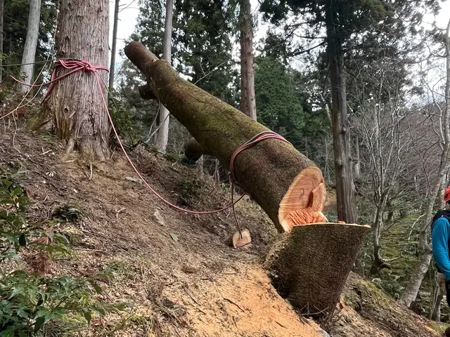 【重機不要】ロープ木登りで高木伐採。低木も丁寧に対応いたします。サービスの画像