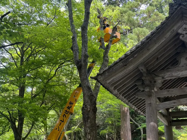 【重機不要】ロープ木登りで高木伐採。低木も丁寧に対応いたします。サービスの画像