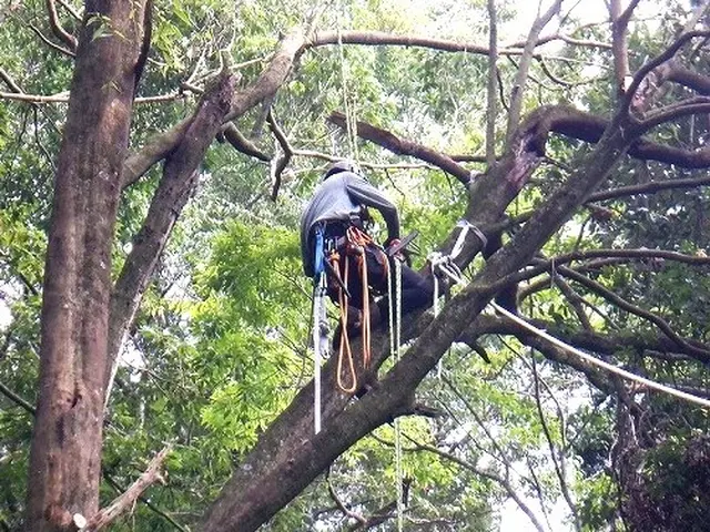 【重機不要】ロープ木登りで高木伐採。低木も丁寧に対応いたします。サービスの画像