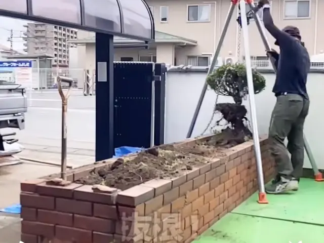 困った庭木の伐採・抜根すぐ対応！危ない庭木お任せください！サービスの画像