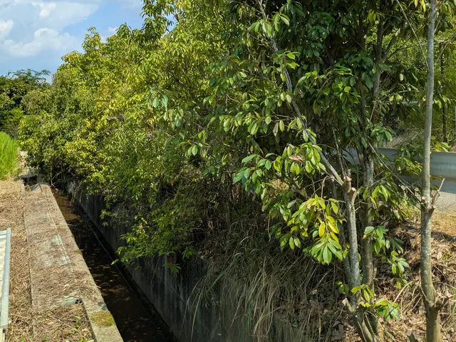 庭木の伐採、抜根サービスの画像