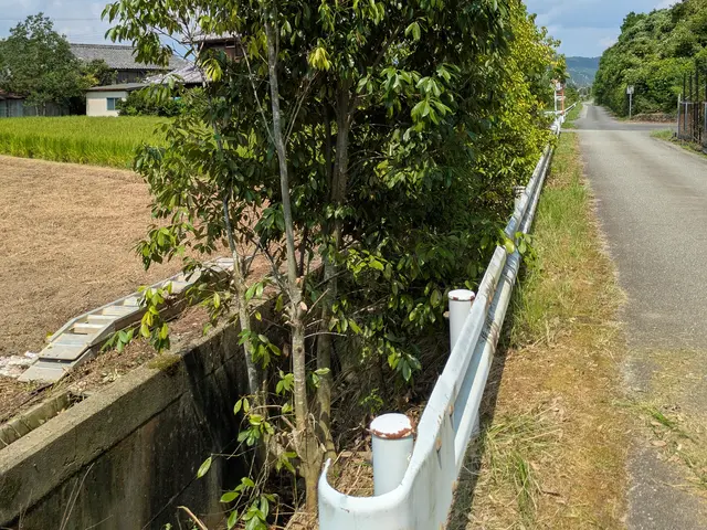 庭木の伐採、抜根サービスの画像