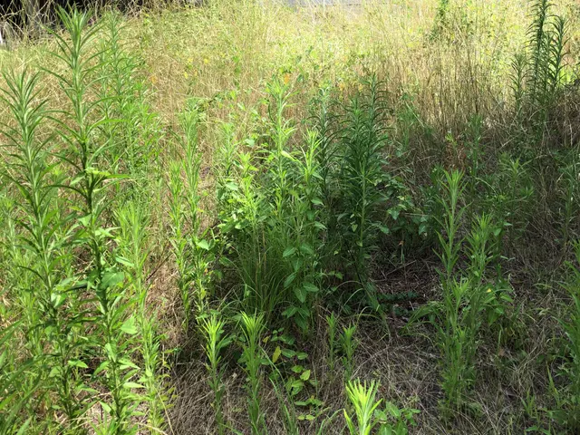◎草刈り【土日祝対応】雑草でお困りの方はお気軽にご相談ください。素早く作業！サービスの画像