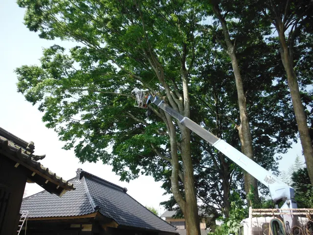 茨城の庭木伐採・抜根は昭和55年創業の便利屋レッツにお任せ下さいサービスの画像