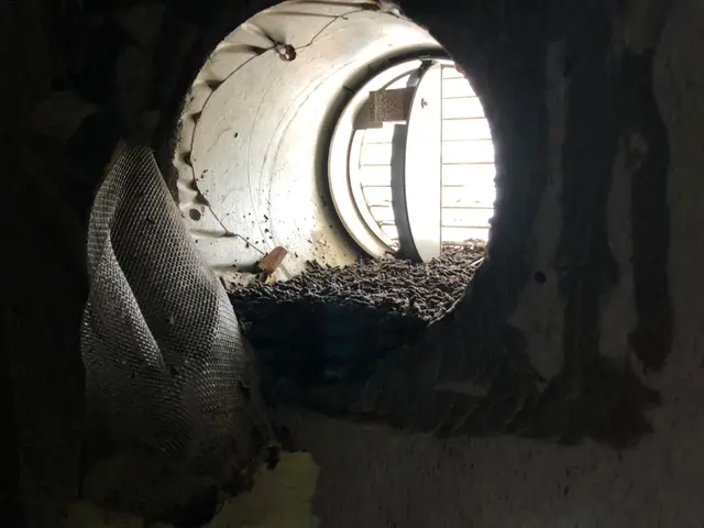 【注目( • ̀ω•́ )っ】国家資格保有プロが行う再発なしの「コウモリ駆除」サービスの画像