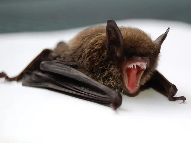 【注目( • ̀ω•́ )っ】国家資格保有プロが行う再発なしの「コウモリ駆除」サービスの画像