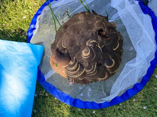 【ハチの駆除なら当店にお任せ！】クレカ、PayPay対応★忌避剤★即日対応サービスの画像