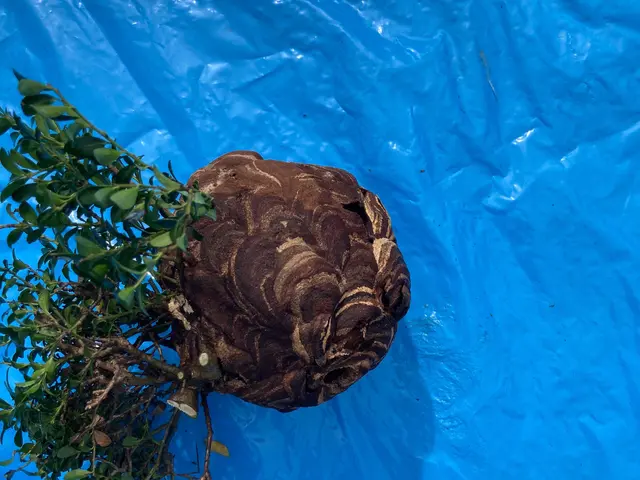 【ハチの駆除なら当店にお任せ！】クレカ、PayPay対応★忌避剤★即日対応サービスの画像