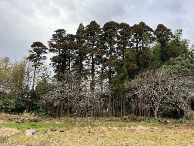 クレジットカード払いOK。 太くなってしまった木もご相談ください。サービスの画像