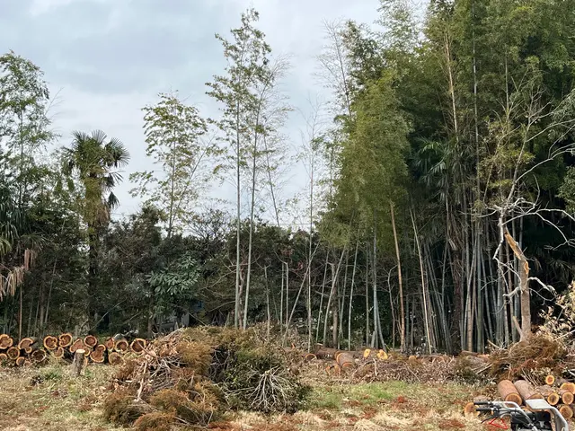 クレジットカード払いOK。 太くなってしまった木もご相談ください。サービスの画像