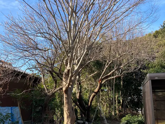 クレジットカード払いOK。 太くなってしまった木もご相談ください。サービスの画像