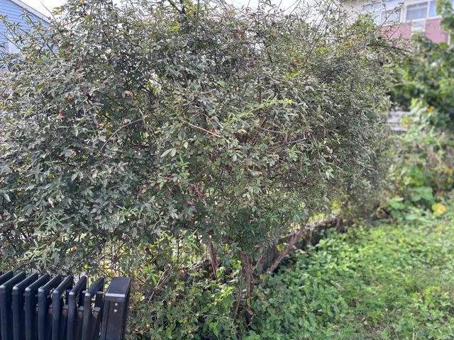 庭の木、伐採お任せください！サービスの画像