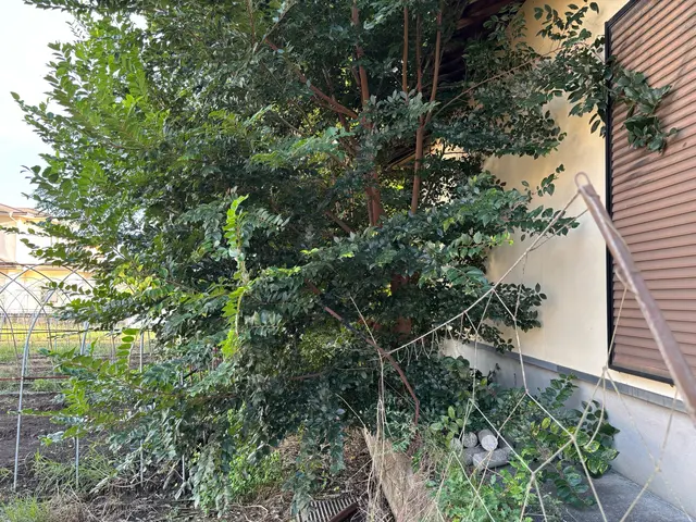 庭の木、伐採お任せください！サービスの画像